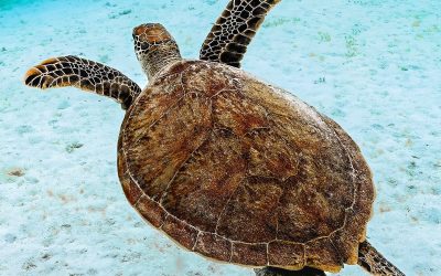 Tartarughe marine nel Parco